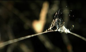 Las babas del diablo se adelantaron en Rosario: un medio de transporte para la supervivencia