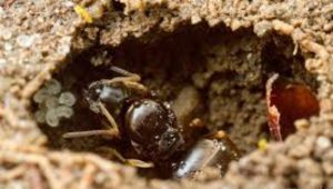 ¿Qué pasa en un hormiguero cuando muere la reina?