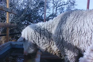 El Inta desarrolló un bebedero que evita que se congele el agua