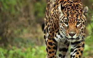 Formosa: exigen condena ejemplar por matar a yaguareté