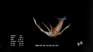 Especies en el fondo del mar argentino, expedición frente a la costa de Mar del Plata