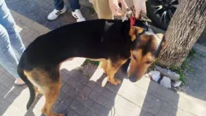 Perro rescatado