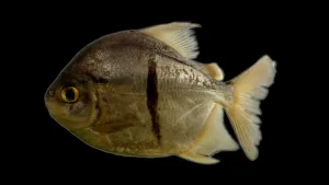 Pez con dientes similares a humanos y ojo de saurón descubierto en el Amazonas