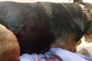 Gatilleros en moto balearon una casa en zona sudoeste y una perra resultó herida