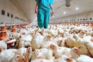 Argentina suspende temporalmente las exportaciones de productos aviares