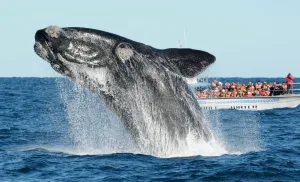 Récord histórico: más de 2.100 ballenas francas llegaron a la Península Valdés