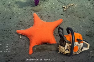 En medio del furor por el streaming del Conicet, un estudio revela que el sector perdió más de 4.000 empleos