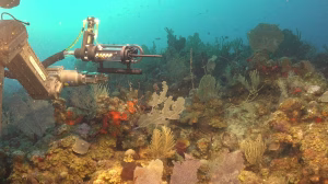 Una de las tantas imágenes captadas en el fondo del mar argentino
