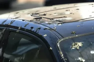 Vinagre blanco: el truco casero para eliminar excremento de paloma del auto sin dañarlo