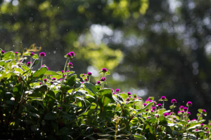 ¿Por qué el agua de lluvia es buena para las plantas?, según la ciencia