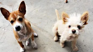 animales a los refugios