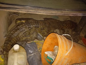 Caen por cazar un yacaré a escopetazo limpio