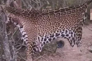 Fallo histórico por la caza de un yaguareté con condenas a 2 años de prisión