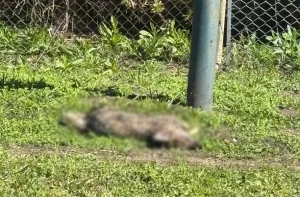 Funes: encontraron dos zorros muertos en un barrio cerrado e investigan si fueron envenenados