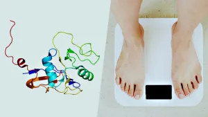 Los científicos han hallado en una proteína la llave de la obesidad: ratones que no engordan aunque consuman una dieta grasa