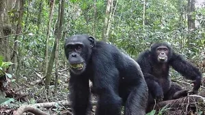 Chimpancés en su hábitat natural-Inesperado consumo crónico de alcohol
