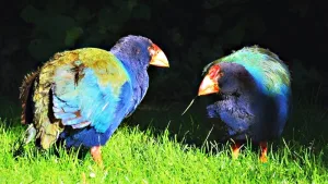 Se creyó extinto durante más de un siglo: sin embargo, este pájaro ha regresado de entre las sombras