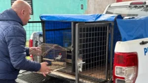 Agentes municipales rescataron