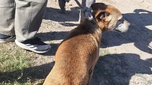 Perro rescatado del arroyo Saladillo