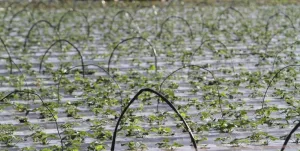 Denunciaron condiciones laborales irregulares en un campo de frutilla de Arroyo Leyes