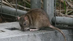 leptospirosis, santa fe