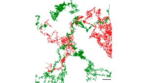 El Conicet logró visualizar con IA por primera vez un neurorreceptor implicado en enfermedades neurológicas