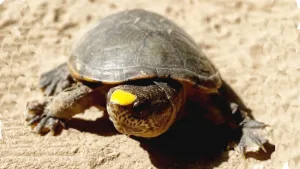 tortuga más pequeña del Planeta’