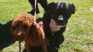 los perros “abandonados” en un auto