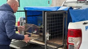 Rescataron 19 aves silvestres en peligro de extinción en una casa de la zona sudoeste de Rosario
