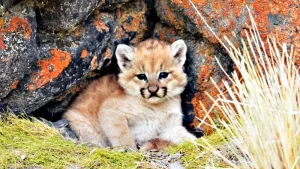 cachorro de puma