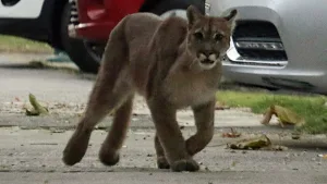 Encontraron cabras y corderos mutilados en Roldán y sospechan ataque de un puma
