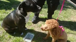 Rescataron a dos perros encerrados en una camioneta afuera de un supermercado y detuvieron a los dueños