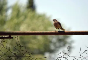La primavera avanza: aunque con nubes y algún probable chaparrón, Rosario suma días cálidos