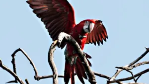 El guacamayo rojo "Charrúa