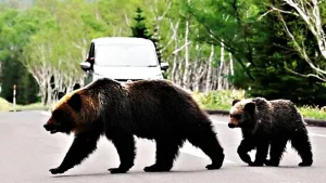 Japón: ataques de osos