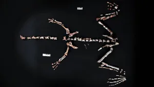 El hallazgo se produjo en la Quebrada de Santo Domingo