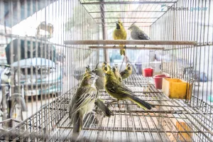 San Nicolás: procesaron a dos hombres por traficar y comercializar especies de aves protegidas