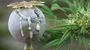 De la risa al sueño eterno: Las drogas que movían el imperio romano