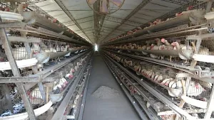 Moscas resistentes: detectan mutaciones genéticas que anulan insecticidas en granjas avícolas