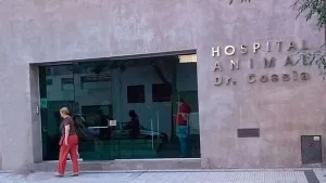 Allanamiento en la veterinaria de Cossia: "Sentí vergüenza"