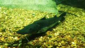 la pesca del surubí