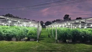 Seis años de prisión al abogado que proporcionó la fachada legal para el vivero narco de Arroyo Leyes