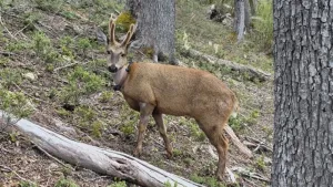 Volvieron a monitorear al huemul Newenche en Nahuel Huapi