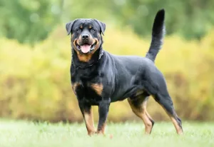 Condenaron a dueños de un rottweiler a pagar casi $6 millones por atacar a una vendedora ambulante