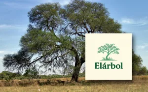 Presentan la investigación "Elárbol", que hace foco en el algarrobo como monumento vivo de los ecosistemas