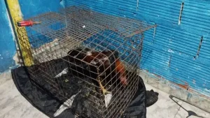 Desmantelan red de riñas de gallos y apuestas ilegales en Villa Gobernador Gálvez: hay 14 detenidos 