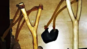 Piden prohibir el uso de gomeras en Rosario por el daño a la fauna urbana