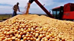 granos-exportaciones