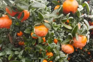 Disponen emergencia agropecuaria en Entre Ríos por heladas y granizo