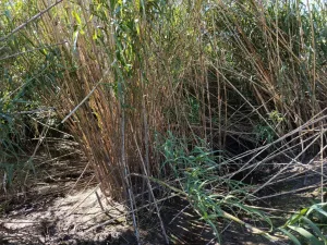 ibarlucea econtraron un cuerpo en estado de descomposición